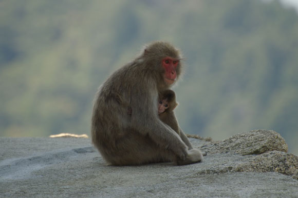 Miyajima rocks…