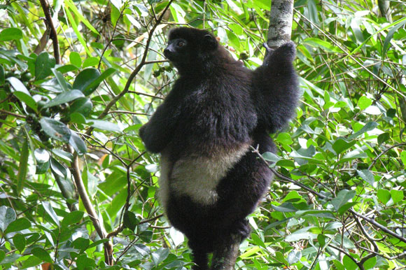 More lemurs than you can shake a stick at…