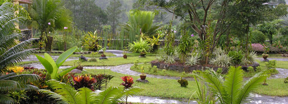 header image for They don’t call it the rainforest for nothing…
