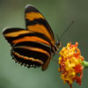 Navigation link image for Costa Rica