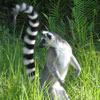 Navigation link image for Madagascar